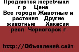 Продаются жеребчики 14,15 16 г.р  › Цена ­ 177 000 - Все города Животные и растения » Другие животные   . Хакасия респ.,Черногорск г.